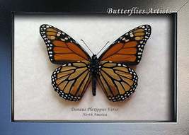 Monarch Danaus Plexippus Real Butterfly Framed Entomology Collectible Shadowbox - £41.45 GBP
