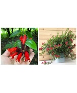 New Red Lipstick House Plant Small Starter Plants Succulents with Red Flowers - $55.99