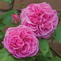 Gertrude Jekyll Shrub Fragrant Rose Seeds 10Count~Germination IncludedFrom US  - $8.35