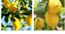 Live Plant - Lemon &#39;Eureka&#39; Tree Seedling - Citrus limon &#39;Eureka&#39; - Fruit Tree - £23.97 GBP