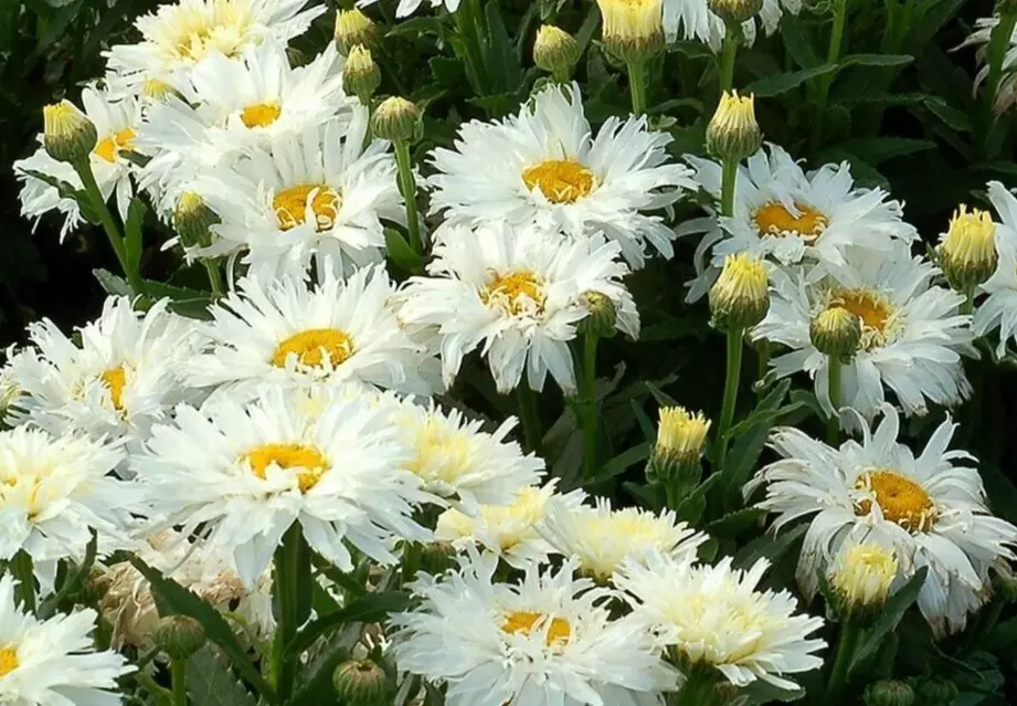 JGBO Leucanthemum, &#39;Crazy Daisy&#39; Shasta Daisy 20 Seeds USA Seller - £7.61 GBP