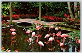 Postcard Beautiful Sunken Gardens Florida Fl St Petersburg Stately Flami... - $4.50