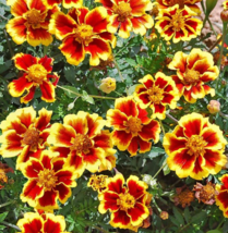French Marigold Legion Of Honor Dwarf Beneficial Flowers 100 Seeds Non-GMO - £9.40 GBP