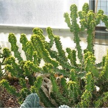 Cow Horn Cactus Seeds Euphorbia grandicornis 20 Seeds New Fresh Garden - $11.98