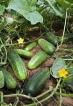 Cucumber Seed, Marketer, Heirloom, Organic, Non Gmo, 50 Seeds, Garden Cucumber - £2.32 GBP