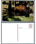 Vintage Postcard - Large Buffalo Eating CG - $3.98 CAD