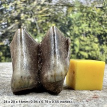 Llama Tooth Fossil (Hemiauchenia macrocephala) | Pleistocene Era | Genuine - £27.87 GBP