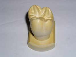 Dental Tooth Model Plaster Cast For Anatomy Morphology Teaching Upper 2n... - $19.99