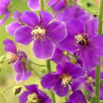 50 Violetta Verbascum Phoeniceum Purple Mullein Nectar Flower Seeds New Fresh Se - £11.99 GBP