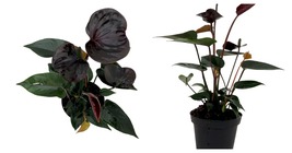 4&quot; Pot - Black Anthurium Plant-Easy to Grow House Plant - Great Gift - £45.03 GBP