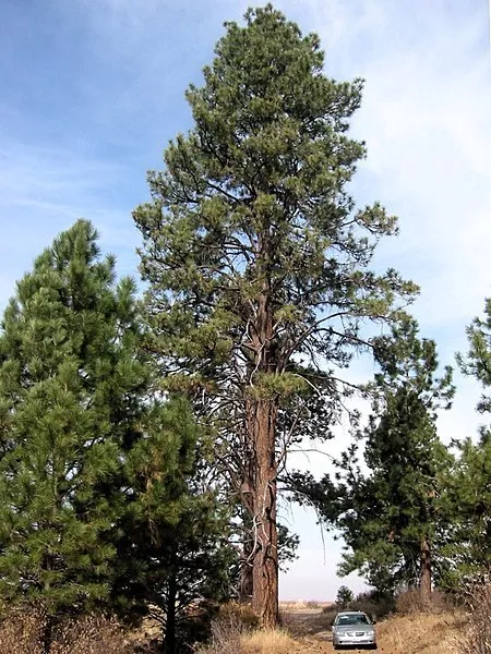 Loblolly Pine (Pinus Taeda) 20 Seeds Fresh Garden Beautiful - $9.50