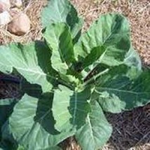 Collard Greens Seeds Georgia Southern Seeds Non Gmo Fresh Seeds USA - $6.98