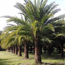 6 Viable Sylvester Palm Tree Palmetto Tropical Seeds Ornamental Gorgeous And Muc - $11.05