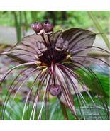 Black Bat Flower Tacca Chantrieri Cat S Whiskers Devil Flower Seeds Fres... - $14.90