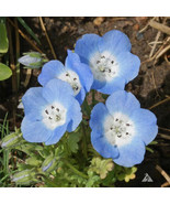 MX Nemophila Menziesii Baby Blue Eyes Flower Seeds Eye Catching Appearan... - $480.42 MXN