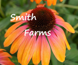 HSeeds 50+ Seeds Peach &amp; Pink Coneflowers Aka Echinacea Flowers Garden Planting - £5.48 GBP