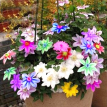 Rainbow Clematis 300PCS Seeds - £12.03 GBP