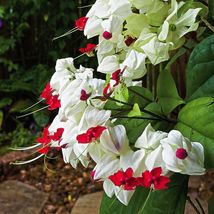 White Bleeding Heart Rare Flower Vine Clerodendrum Thomsoniae Live Plant... - $353.21 MXN+