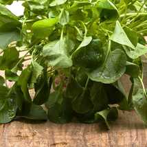 2000 Upland Cress Seeds, Creasy Greens, Non-GMO, Heirloom, Easy to Grow - £9.50 GBP