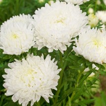 LWSTORE 30 Duches White Paeony Aster French Peony Callistephus Flower Seeds * US - £8.25 GBP