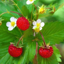 Wild Strawberry - Baron (Fragaria Vesca Baron Solemacher) - 50 seeds - £3.97 GBP