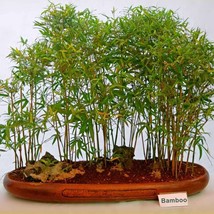 Live Small Bamboo Rooted Plant Great For Bosnia or Pot no mess roots aro... - $16.95