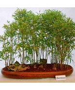 Live Small Bamboo Rooted Plant Great For Bosnia or Pot no mess roots aro... - $16.95