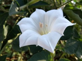 10 seeds White Angels Trumpet -Tropical Sweet Stunning  Blossoms   - £3.94 GBP