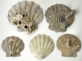 5 Fossil Scallop Sea Shells Pliocene Chesapecten Jeffersoni Beach Coastal Decor - £26.26 GBP