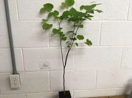 Eastern Redbud qt pot (Cercis canadensis) image 3