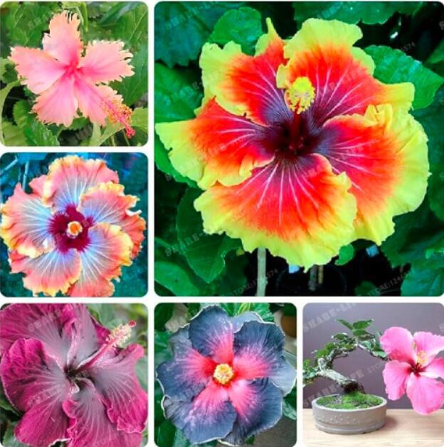 Hibiscus Rosa Sinensis Flower Seed Mixed Fresh Seeds - $12.36