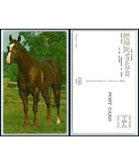 Vintage Postcard - Champion Race Horse &quot;Bar Flower&quot; M9 - £3.12 GBP