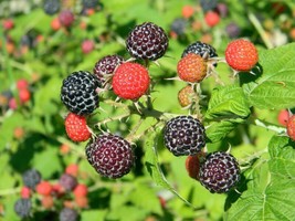 50 Black Raspberry Bush Seeds Very Sweet No Pesticides Used - $7.99