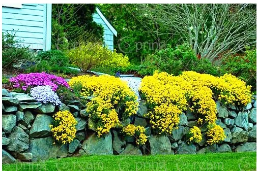 100Pcs/Bag Creeping Thyme Seeds T9 - $5.99