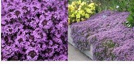 5,000 Creeping Thyme Seeds Beautiful Blooms Dwarf 6 Inch Variety Free Shipping - £27.17 GBP