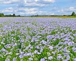 1000 Seeds Blue Flax Seed Native Wildflower Perennial Cold Drought Summe... - $8.99