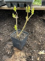 Live Plants PELARGONIUM ‘TRUE ROSE’! MY FAVORITE SCENTED GERANIUM! - £34.79 GBP