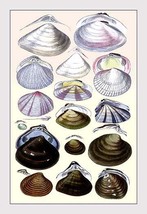 Shells: Dimyaria #3 - £15.68 GBP