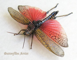 Rainbow Milkweed Locust Grasshopper Phymateus Saxosus Framed Entomology ... - $74.99