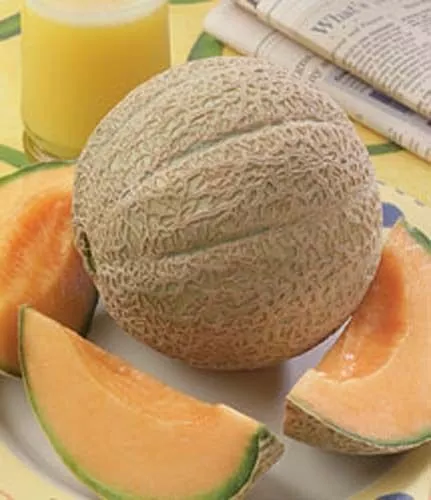 Fresh Seeds Cantaloupe Hearts Of Gold Melon 300 Seeds - $13.90