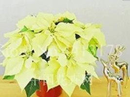 Fresh 100 Seeds Imported Poinsettia Potted Flower Flore Decor For Flower Pot Pla - $14.22