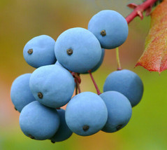 SEPTH 50 Oregon Grape Seeds Mahonia aquifolium Organic Fruit Seed Heirloom - £4.54 GBP