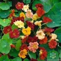 Fresh 50 Double Gleam Mix Nasturtium Seeds for Garden - €6,88 EUR