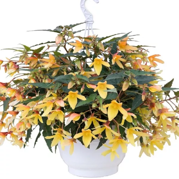 Begonia Seeds Boliviensis Begonia Groovy Mellow Yellow 15 Pelleted Seeds Fresh N - £10.09 GBP