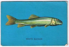 Parkhurst 1962 Fish Trading Card #42 White Sucker - £2.25 GBP