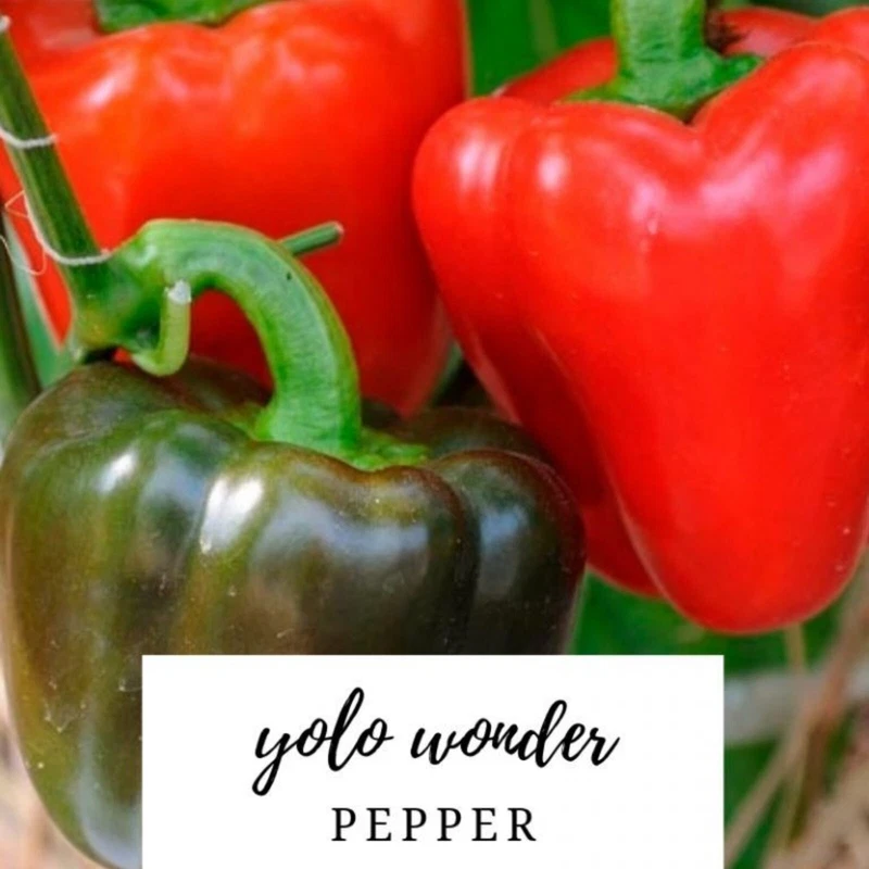Yolo Wonder Bell Pepper, nonhybrid variety, 125 seeds+ Seeds – Garden Fa... - $88.55 MXN