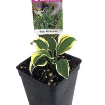 Worlds Smallest Hosta Fairy Garden Perennial Bedding Plant 2.5 inch Pot New Fast - $31.86