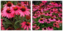 50 Seeds Amazing Dream Echinacea Coneflower Garden - £25.11 GBP