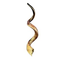 Kudu Yemenite Shofar XXL (47&quot; around curls) Genuine Antelope Horn Judaica - $335.61
