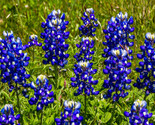 100 Seeds Texas Bluebonnet Seeds Hummingbords Butterflies Fragrant Brigh... - $45.76